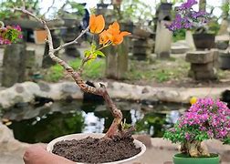 Membuat Bonsai Bougenville